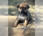 Small Photo #3 Miniature Australian Shepherd-Pug Mix Puppy For Sale in MITCHELL, OR, USA