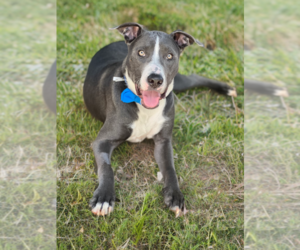 American Staffordshire Terrier-Labrador Retriever Mix Dogs for adoption in Phoenix, AZ, USA