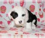 Small Photo #14 Sheepadoodle Puppy For Sale in ASPERMONT, TX, USA
