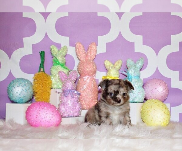 Medium Photo #9 Chihuahua Puppy For Sale in CHARLESTON, AR, USA