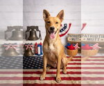 Small #8 Australian Kelpie-Golden Retriever Mix