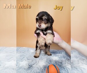 Aussiedoodle Miniature  Puppy for sale in HENDERSON, NV, USA