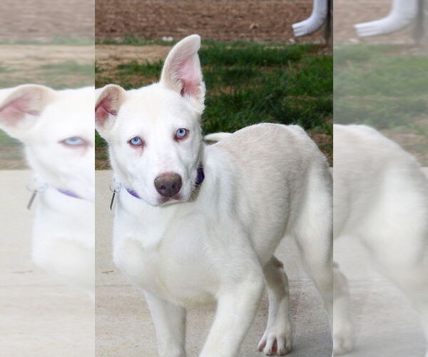 Medium Photo #2 Siberian Husky-Unknown Mix Puppy For Sale in Evansville, IN, USA