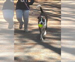 Small #1 Boxer Mix