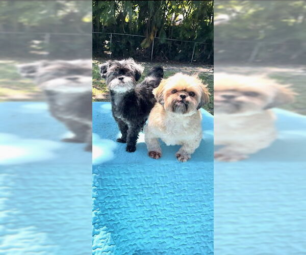 Medium Photo #2 Shih Tzu Puppy For Sale in Weston, FL, USA