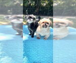 Small #1 Shih Tzu