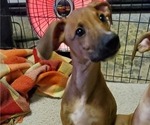 Small Photo #2 Whippet Puppy For Sale in STANWOOD, WA, USA