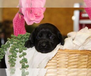 Labrador Retriever Puppy for sale in HYDE PARK, VT, USA