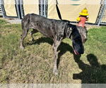Small #3 Great Dane