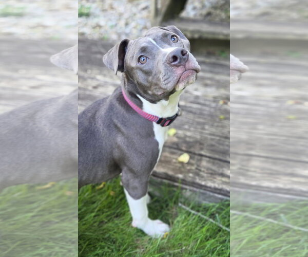 Medium Photo #2 American Pit Bull Terrier-Unknown Mix Puppy For Sale in Germantown, OH, USA