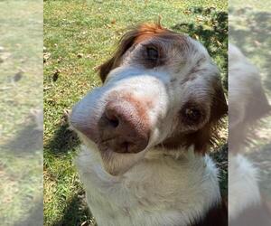 NY/Jake - Male Brittany Dog for Adoption - Photo #6