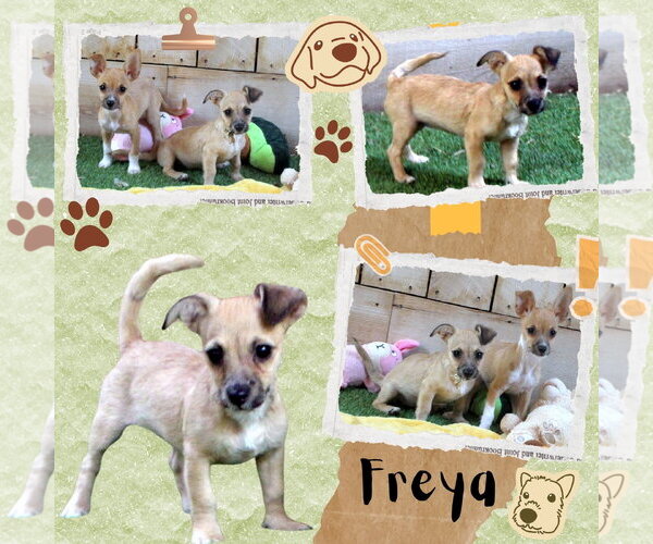 Medium Photo #1 Chihuahua-Unknown Mix Puppy For Sale in Lindsay, CA, USA
