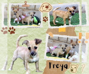 Chihuahua-Unknown Mix Dogs for adoption in Lindsay, CA, USA