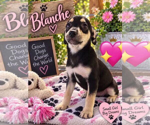 Medium Photo #1 Catahoula Leopard Dog-Unknown Mix Puppy For Sale in New London, WI, USA