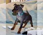 Small #1 American Hairless Terrier