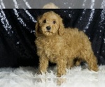 Small #1 Goldendoodle (Miniature)