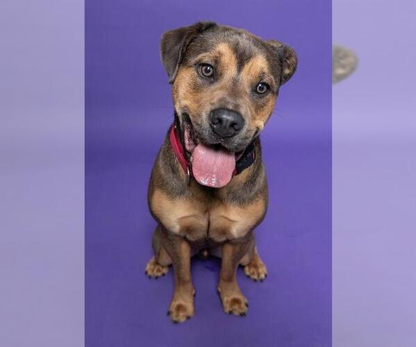 Medium Photo #2 Labrottie Puppy For Sale in Fort Lauderdale, FL, USA