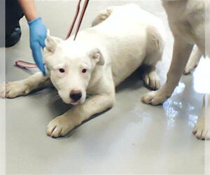 Great Pyrenees-Unknown Mix Dogs for adoption in Fayetteville, NC, USA