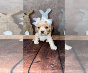 Cock-A-Poo Puppy for Sale in HESPERIA, California USA