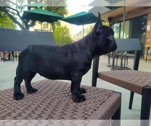 French Bulldog Puppy for sale in SAN JOSE, CA, USA