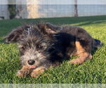 Small #1 Shih Tzu Mix