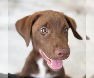 Labrador Retriever-Unknown Mix Dogs for adoption in Yardley, PA, USA