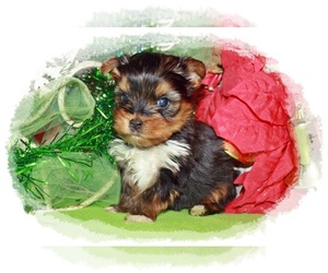 Yorkshire Terrier Puppy for sale in GOREVILLE, IL, USA