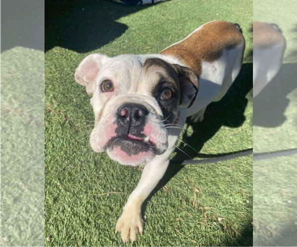 Medium Photo #4 Bulldog-Unknown Mix Puppy For Sale in Lakewood, CO, USA