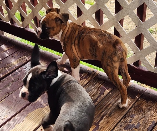 Medium Photo #9 Boxer Puppy For Sale in STAFFORD SPRINGS, CT, USA