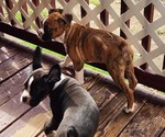 Small #8 Boxer