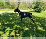 Small Photo #1 Doberman Pinscher Puppy For Sale in BEAVER CITY, NE, USA