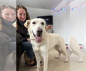 AC - Cantaloupe - Female Labrador Retriever Dog for Adoption - Photo #2