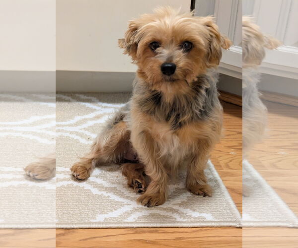 Medium Photo #5 Mutt Puppy For Sale in St. Louis Park, MN, USA