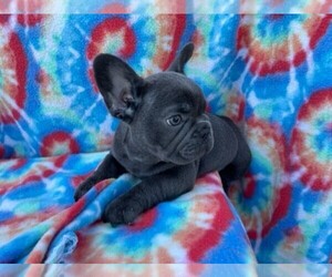 Medium French Bulldog