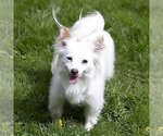 Small #2 Jack Russell Terrier-Papillon Mix