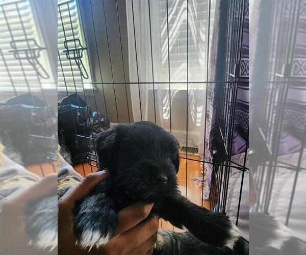 Medium Photo #1 Schnauzer (Miniature) Puppy For Sale in ATLANTA, GA, USA