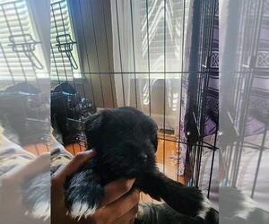 Schnauzer (Miniature) Puppy for Sale in ATLANTA, Georgia USA