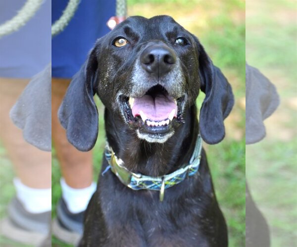Medium Photo #1 Plott Hound-Weimaraner Mix Puppy For Sale in Rockaway, NJ, USA