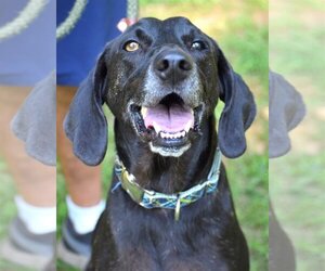 Plott Hound-Weimaraner Mix Dogs for adoption in Rockaway, NJ, USA