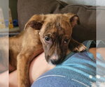 Small #2 Mutt