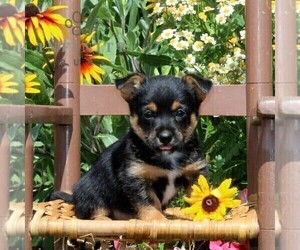 Pembroke Welsh Corgi-Yorkshire Terrier Mix Puppy for sale in OXFORD, PA, USA