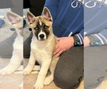 Puppy 3 Akita-Siberian Husky Mix
