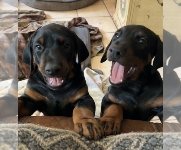 Medium Photo #4 Doberman Pinscher Puppy For Sale in SUMMERFIELD, NC, USA