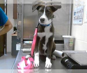 Siberian Husky-Unknown Mix Dogs for adoption in Fayetteville, NC, USA