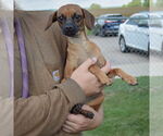 Small #3 Chiweenie