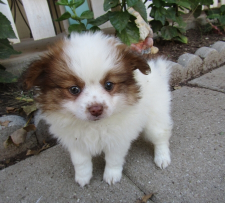 Medium Photo #1 Paperanian Puppy For Sale in TUCSON, AZ, USA