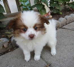 Paperanian Puppy for sale in TUCSON, AZ, USA