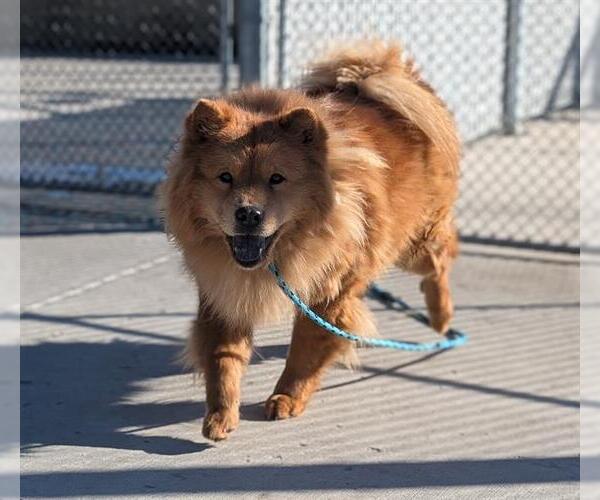 Medium Photo #1 Chow Chow Puppy For Sale in Denver, CO, USA
