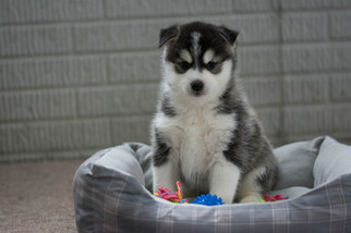 Pomsky Puppy for sale in KENT, OH, USA