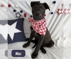 Labrador Retriever-Unknown Mix Dogs for adoption in Lakewood, CO, USA